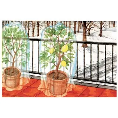TELO ANTIGELO TNT PROTEZIONE PIANTE TUBOLARE STARS. Modello BIANCO GR/MQ 22 L.MT 10 D.CM 160 Fabrieksprijs