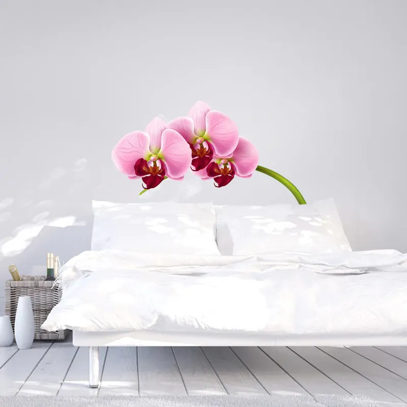 Sogno di orchidea Op = Op